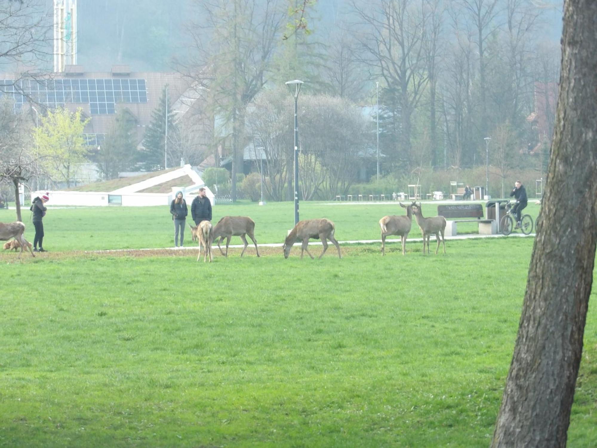 Dworek Na Rowni Zakopane Exteriör bild